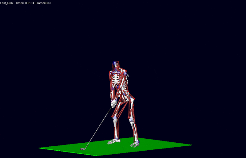 Figure 3 Golfer long club musculoskeletal model