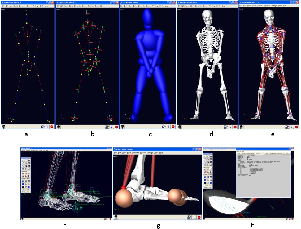 Figure 4. Golfer musculoskeletal computer model development